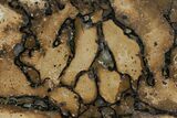 Pyritized, Polished Sauropod Bone - Isle Of Wight #131214-2